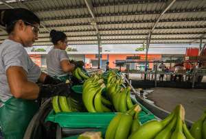 BanEcuador entregar&aacute; una nueva l&iacute;nea de microcr&eacute;ditos para productores de banano.