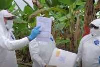 La FAO brindar&aacute; asistencia t&eacute;cnica y reforzar&aacute; controles con los productores agr&iacute;colas del Ecuador. 