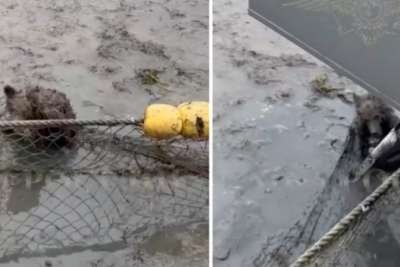 En Rusia se liber&oacute; a un osezno atrapado en una valla.