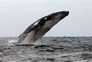 Las ballenas jorobadas han dejado de cantar