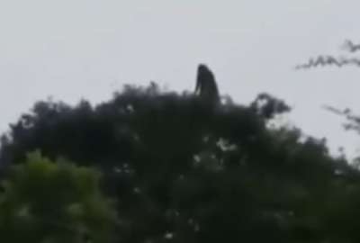 En M&eacute;xico, un video capt&oacute; el instante en el que la supuesta silueta de una bruja se mueve entre &aacute;rboles.