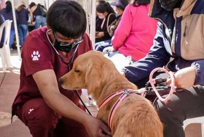 Municipio de Quito record&oacute; que es una infracci&oacute;n grave abandonar o matar animales de compa&ntilde;&iacute;a