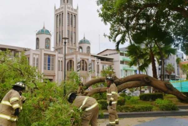 Un &aacute;rbol cay&oacute; sobre una carpa de donaci&oacute;n de sangre en Machala