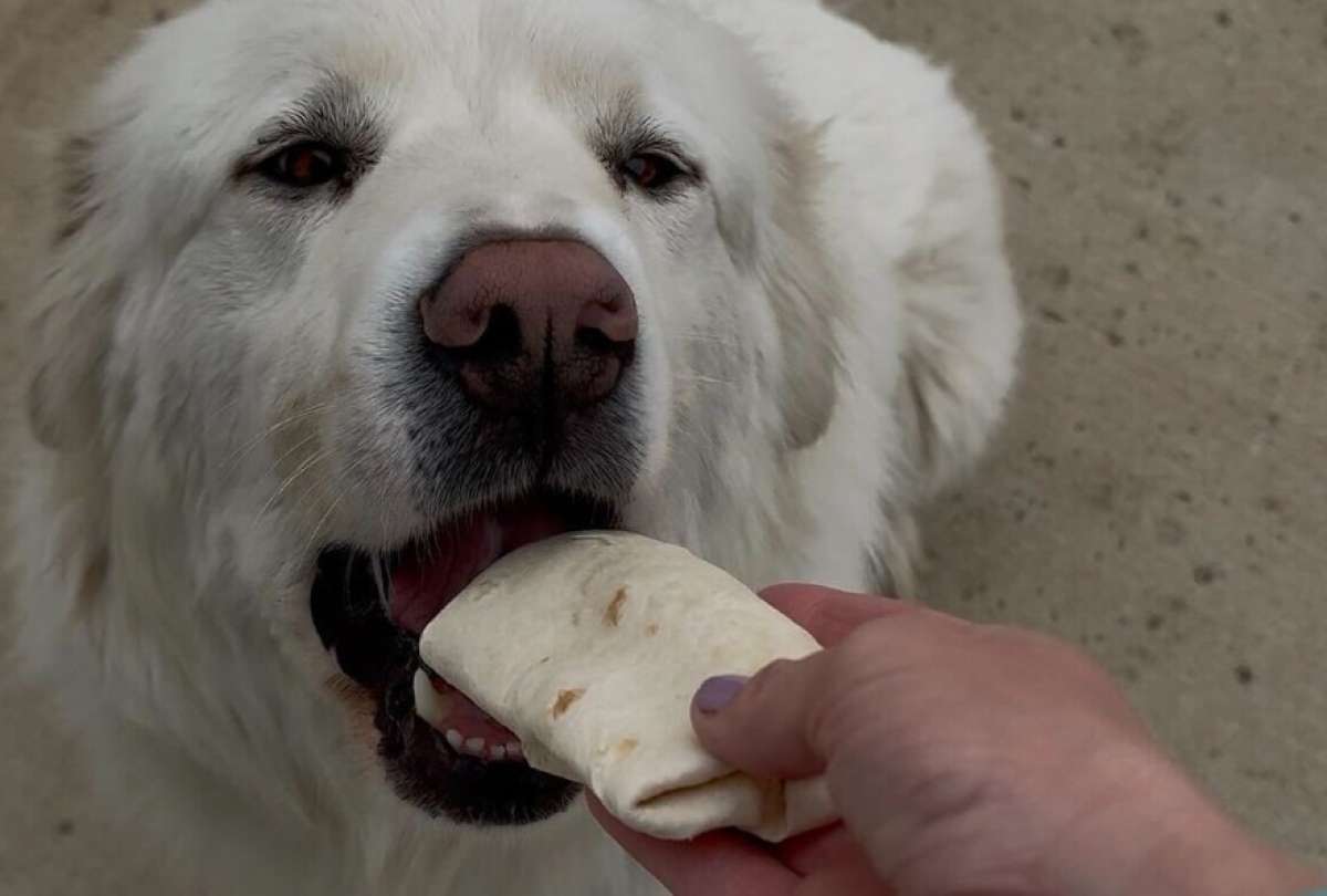 Max fue rescatado por sus dueños después de su gran aventura