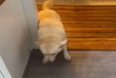 Un gracioso video de un perro se viraliz&oacute; en las redes sociales. 