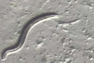 Los cient&iacute;ficos analizan c&oacute;mo estas especies de gusanos pudieron sobrevivir pese a las condiciones 