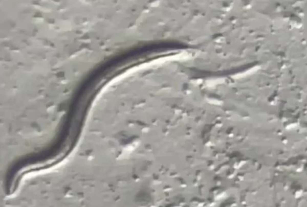 Los cient&iacute;ficos analizan c&oacute;mo estas especies de gusanos pudieron sobrevivir pese a las condiciones 