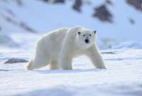 Una moneda plasmó a uno de los animales más representativos de Canadá.
