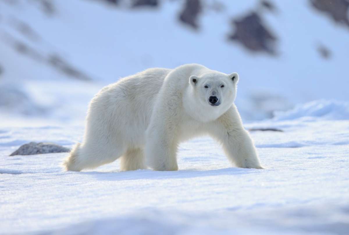 Una moneda plasmó a uno de los animales más representativos de Canadá. 