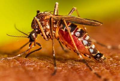 Conozca cu&aacute;ntos casos de dengue se han registrado en el pa&iacute;s durante este 2024.