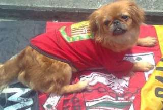 &lsquo;Ver&oacute;nica&rsquo;, la pekin&eacute;s que acompa&ntilde;a por &uacute;ltima vez al Deportivo Cuenca