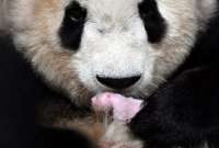 Los embarazos de gemelos en los pandas suelen ser poco frecuentes.
