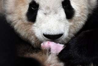 Una panda gigante da a luz a gemelos en China