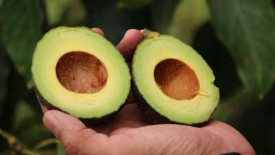 Ecuador exporta pitahaya roja y aguacate Hass hacia Argentina