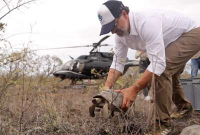 43 tortugas gigantes fueron liberadas en la isla Isabela, en Gal&aacute;pagos