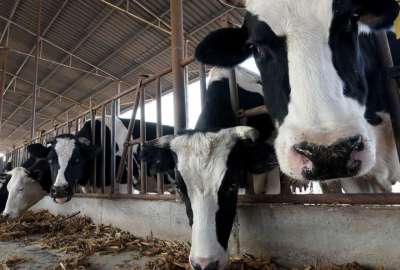 Los cient&iacute;ficos chinos clonaron tres &lsquo;s&uacute;per vacas&rsquo;.