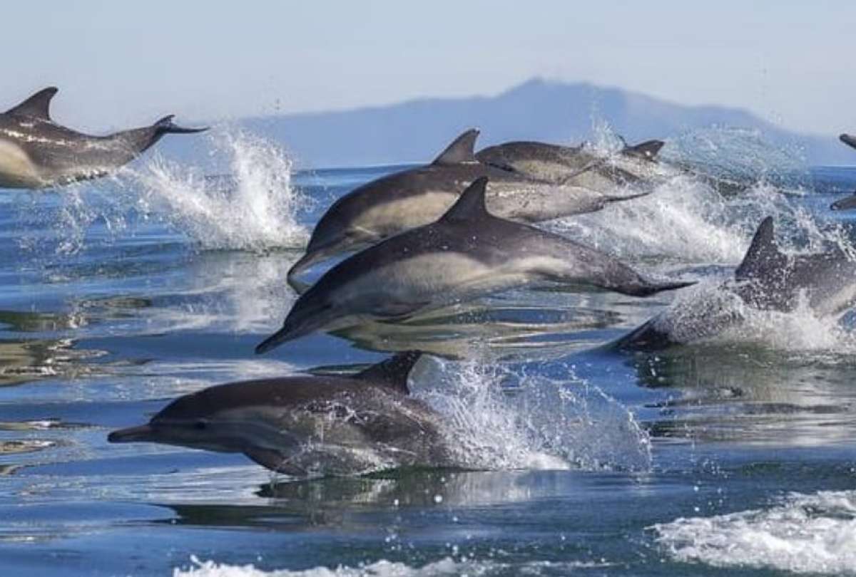 Investigadores detectaron residuos de fentanilo y otros fármacos en la grasa de delfines mulares.