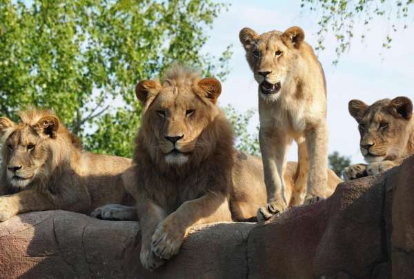 Zoológico de Dinamarca pide que donen animales vivos como alimento para los depredadores