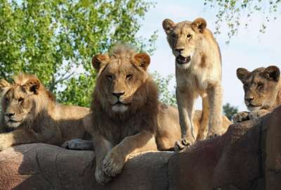 Zool&oacute;gico de Dinamarca pide que donen animales vivos como alimento para los depredadores