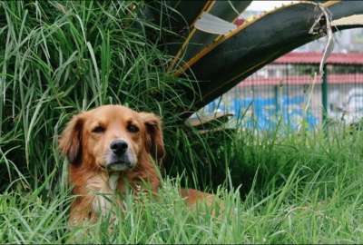 La Unidad de Bienestar Animal identific&oacute; que m&aacute;s de 90.000 mascotas viven en condici&oacute;n de calle.&nbsp;