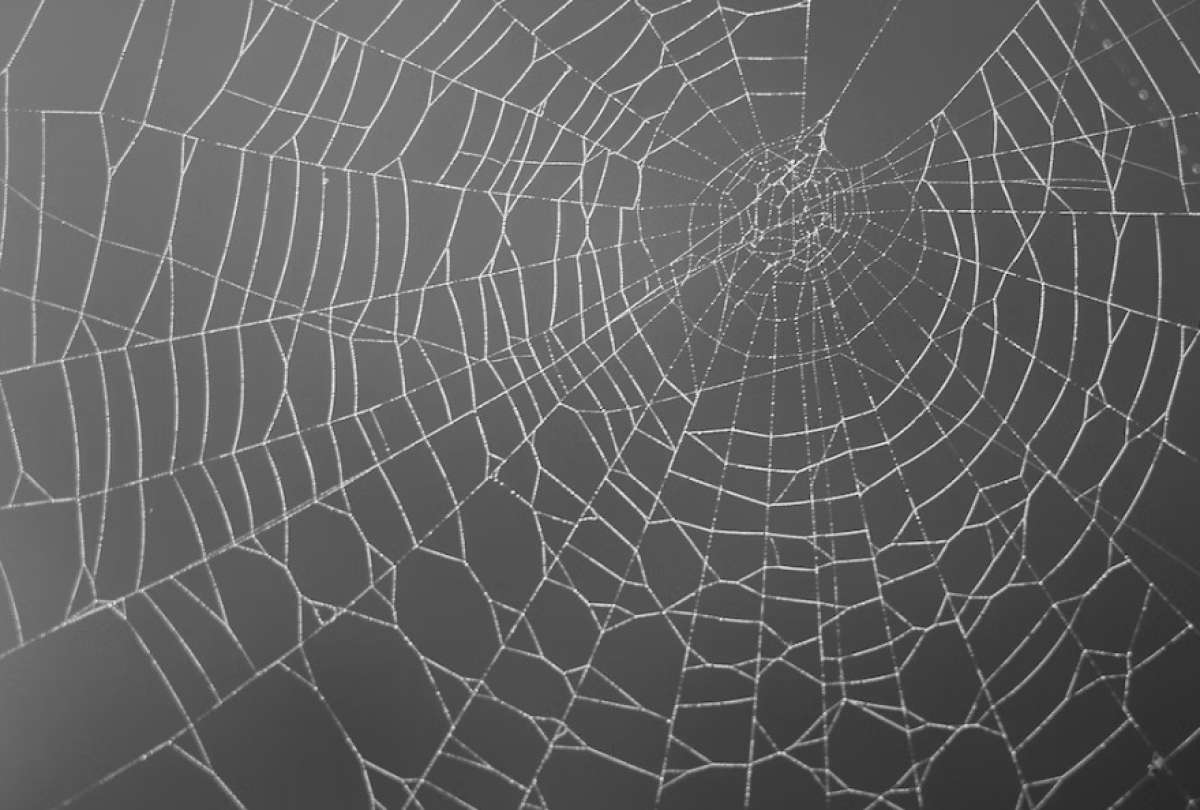 Descubren una araña que fue bautizada en honor a Venom