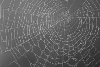 Descubren una ara&ntilde;a que fue bautizada en honor a Venom
