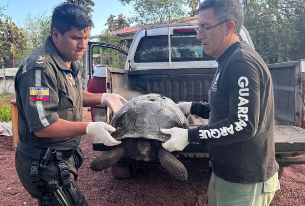 En Gal&aacute;pagos, un conductor fue sancionado con una gran multa tras matar a una tortuga gigante.&nbsp;