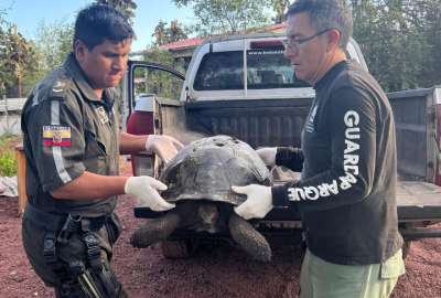 En Gal&aacute;pagos, un conductor fue sancionado con una gran multa tras matar a una tortuga gigante.&nbsp;
