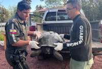 En Galápagos, un conductor fue sancionado con una gran multa tras matar a una tortuga gigante. 