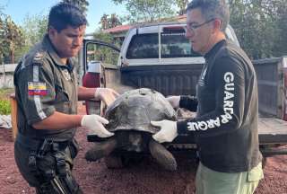 Conductor pagar&aacute; gran multa por atropellar y matar a una tortuga gigante en Gal&aacute;pagos