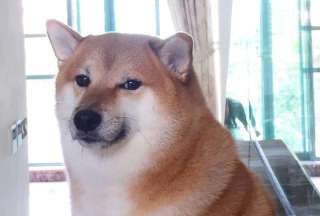 Cheems, el perro de los memes, muri&oacute; a los 12 a&ntilde;os