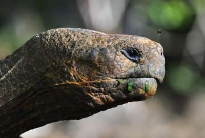 Dictan prisi&oacute;n para un sujeto por sustraer cr&iacute;as de tortugas gigantes en Gal&aacute;pagos