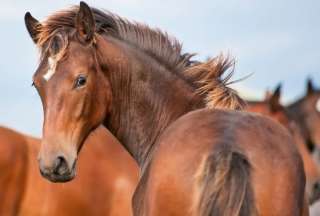 Uruguay: confirman primer caso de encefalitis equina en una persona
