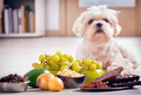 &iquest;Qu&eacute; alimentos humanos son t&oacute;xicos para tu mascota?