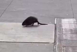 Captan ratas gigantes en Nueva York, Estados Unidos