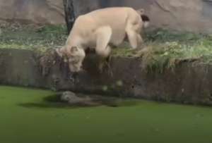 Esta mam&aacute; leona no se rindi&oacute; y rescat&oacute; a su cachorro evitando que muera ahogado.
