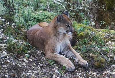 Las fotograf&iacute;as muestran a este puma descansando en diferentes posiciones.