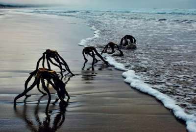 Captan extra&ntilde;as criaturas en la orilla de una playa de Sud&aacute;frica