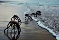 Unas extra&ntilde;as criaturas fueron fotografiadas en una playa de Sud&aacute;frica. 