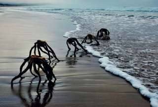 Captan extra&ntilde;as criaturas en la orilla de una playa de Sud&aacute;frica