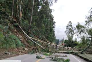 Cuenca: M&aacute;s de 1.000 &aacute;rboles de eucalipto est&aacute;n en riesgo de ca&iacute;da