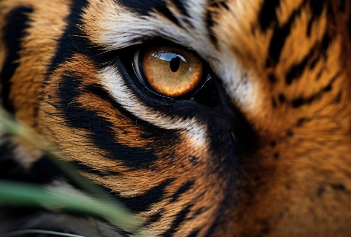 Un león y un tigre son grandes amigos y el video se hace viral.