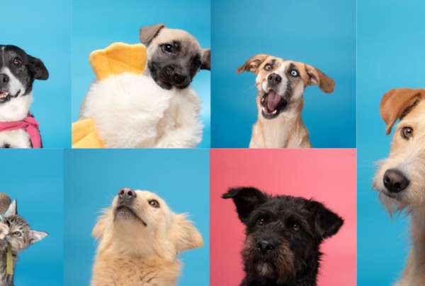 Una feria de adopci&oacute;n se realizar&aacute; este domingo 22 de junio en Quito. En esta jornada perros y gatos rescatados pueden encontrar un hogar responsable.