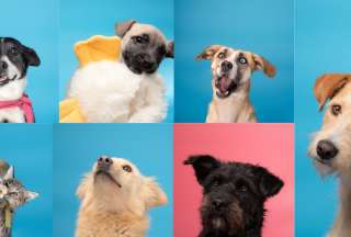 Feria de Adopci&oacute;n en Quito: Dale un hogar a un 'peludito' o a un 'michi'
