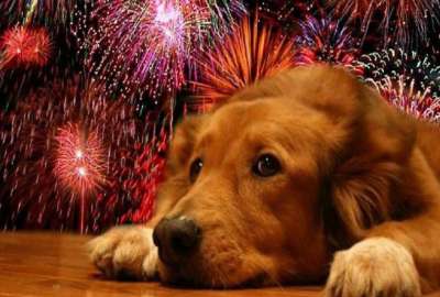 &iquest;C&oacute;mo afectan los fuegos artificiales a los perros?