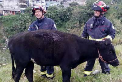 Bomberos rescataron a un ternero que cay&oacute; en un hueco en Quito