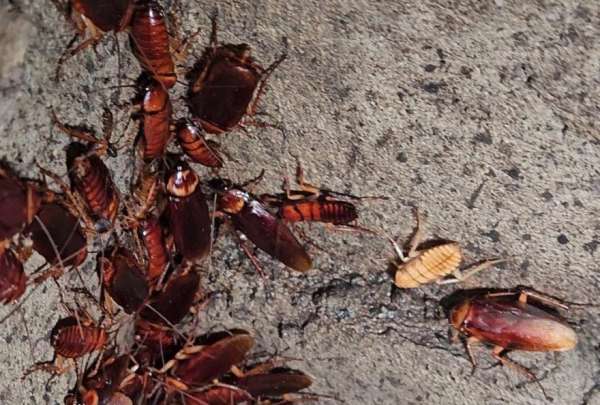La Arcsa clausur&oacute; un chifa en Guayaquil que cocinaba entre cucarachas y total insalubridad.&nbsp;