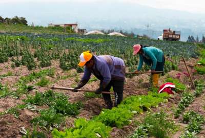 Nuevo microcr&eacute;dito productivo destinado al sector agr&iacute;cola