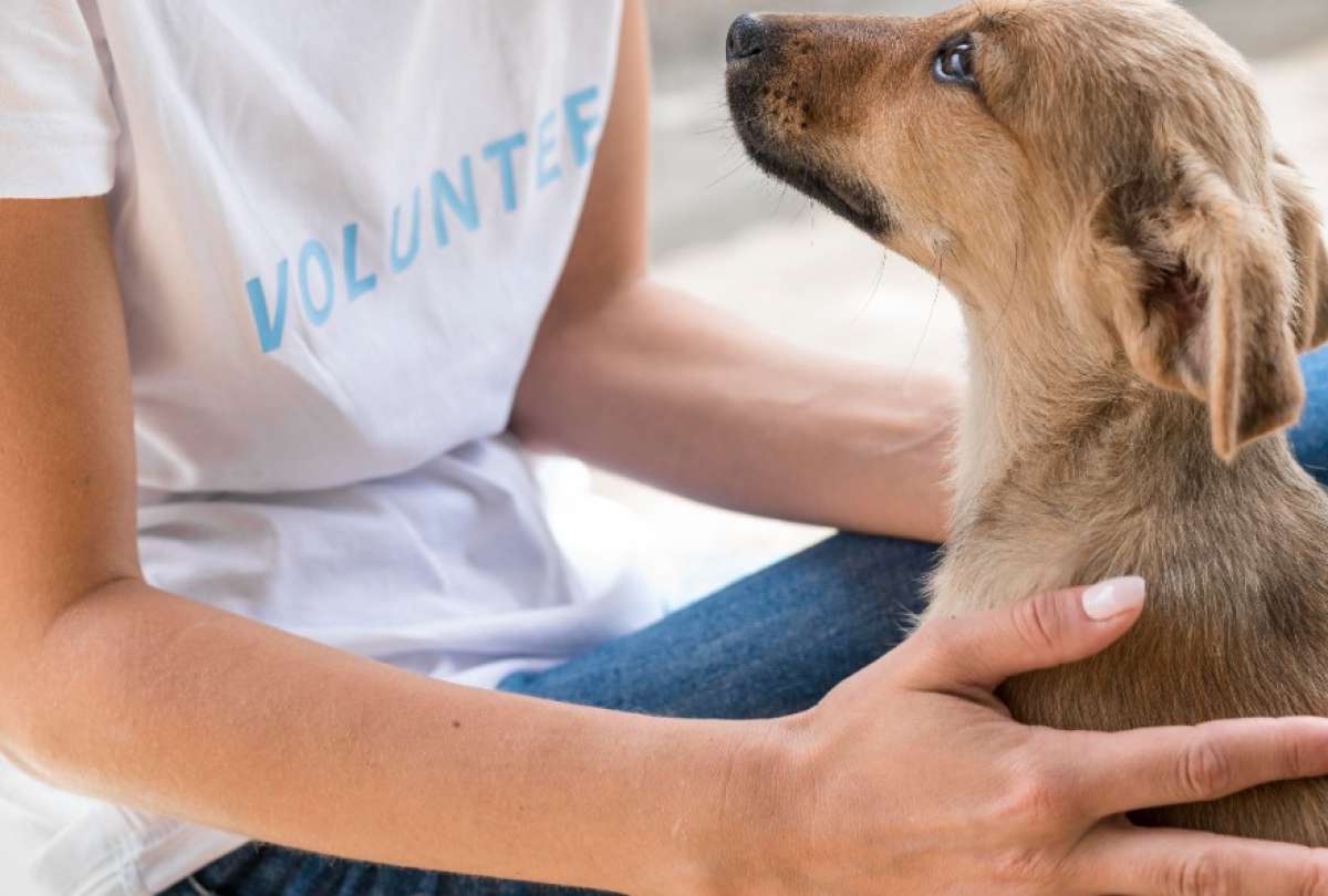 Una campaña busca darle a los perritos adultos una segunda oportunidad.