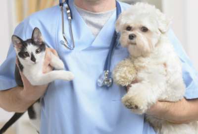 &iquest;C&oacute;mo obtener una cita para la esterilizaci&oacute;n gratuita de mascotas?